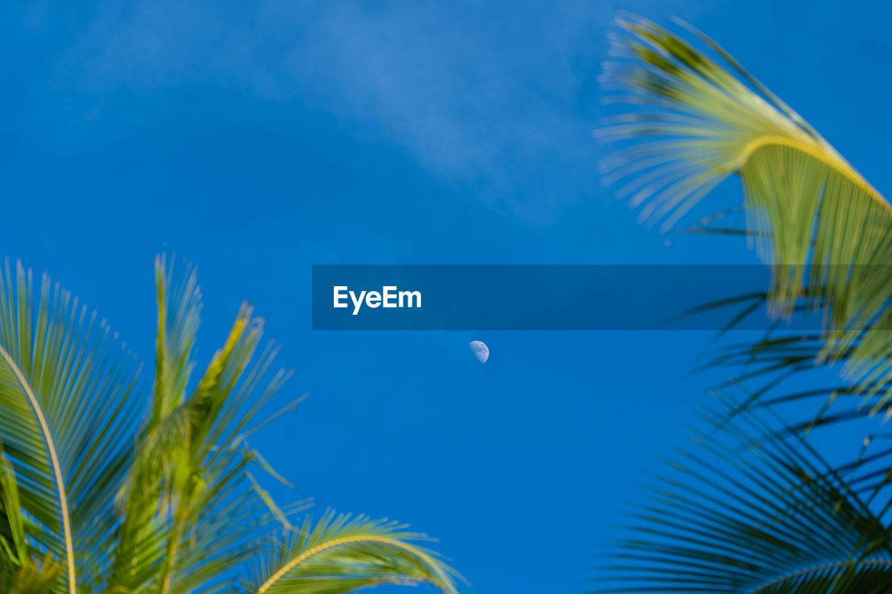 LOW ANGLE VIEW OF PALM TREE AGAINST BLUE SKY