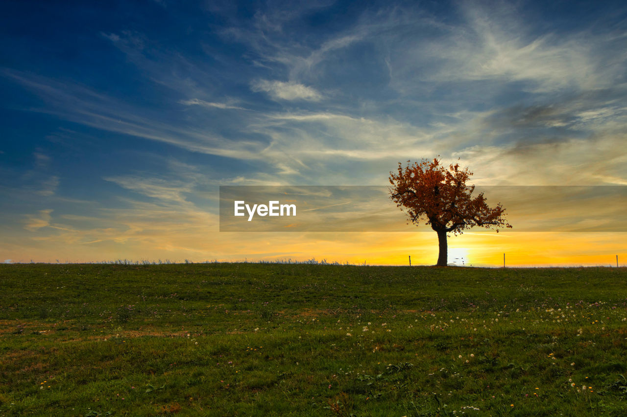 TREES ON FIELD AGAINST SKY DURING SUNSET