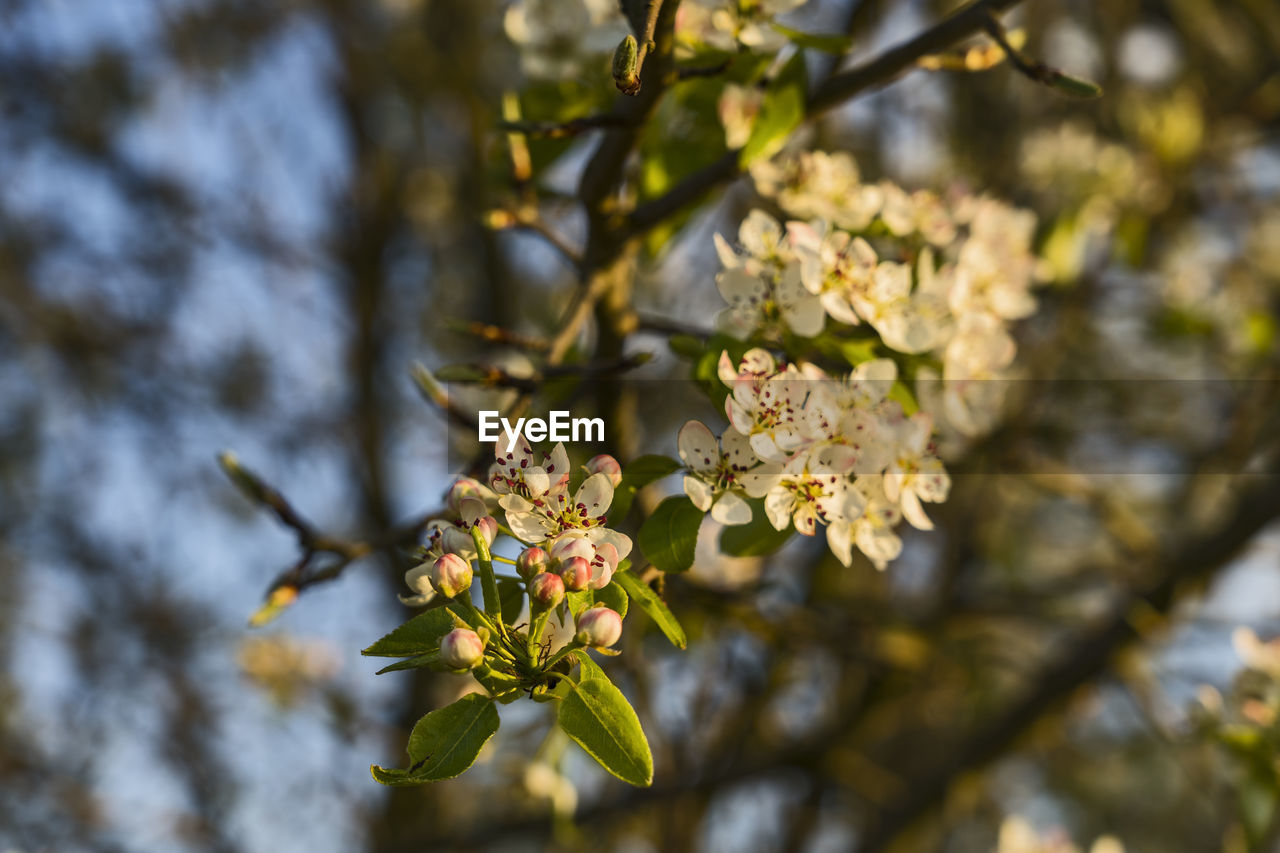 CLOSE-UP OF CHERRY BLOSSOMS
