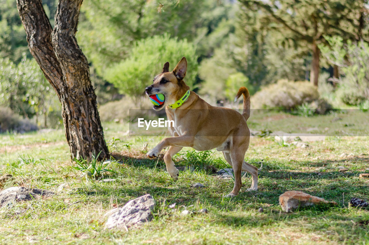 DOG ON GRASSLAND