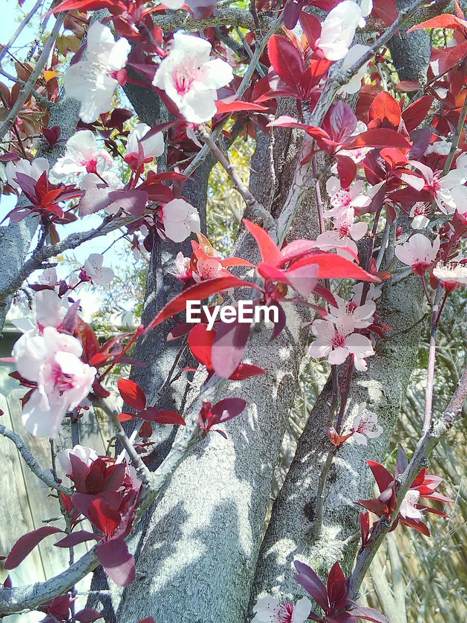 LOW ANGLE VIEW OF PINK FLOWERS ON TREE