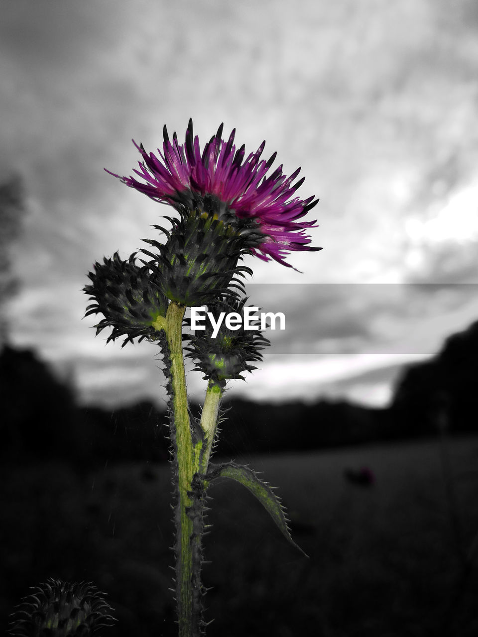 CLOSE-UP OF THISTLE FLOWERS