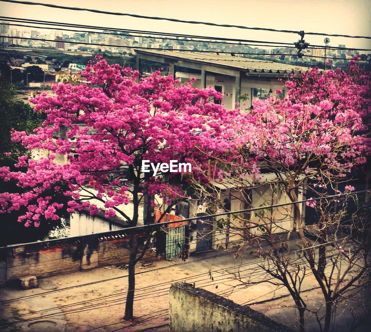 PINK FLOWER TREE AGAINST BUILDING