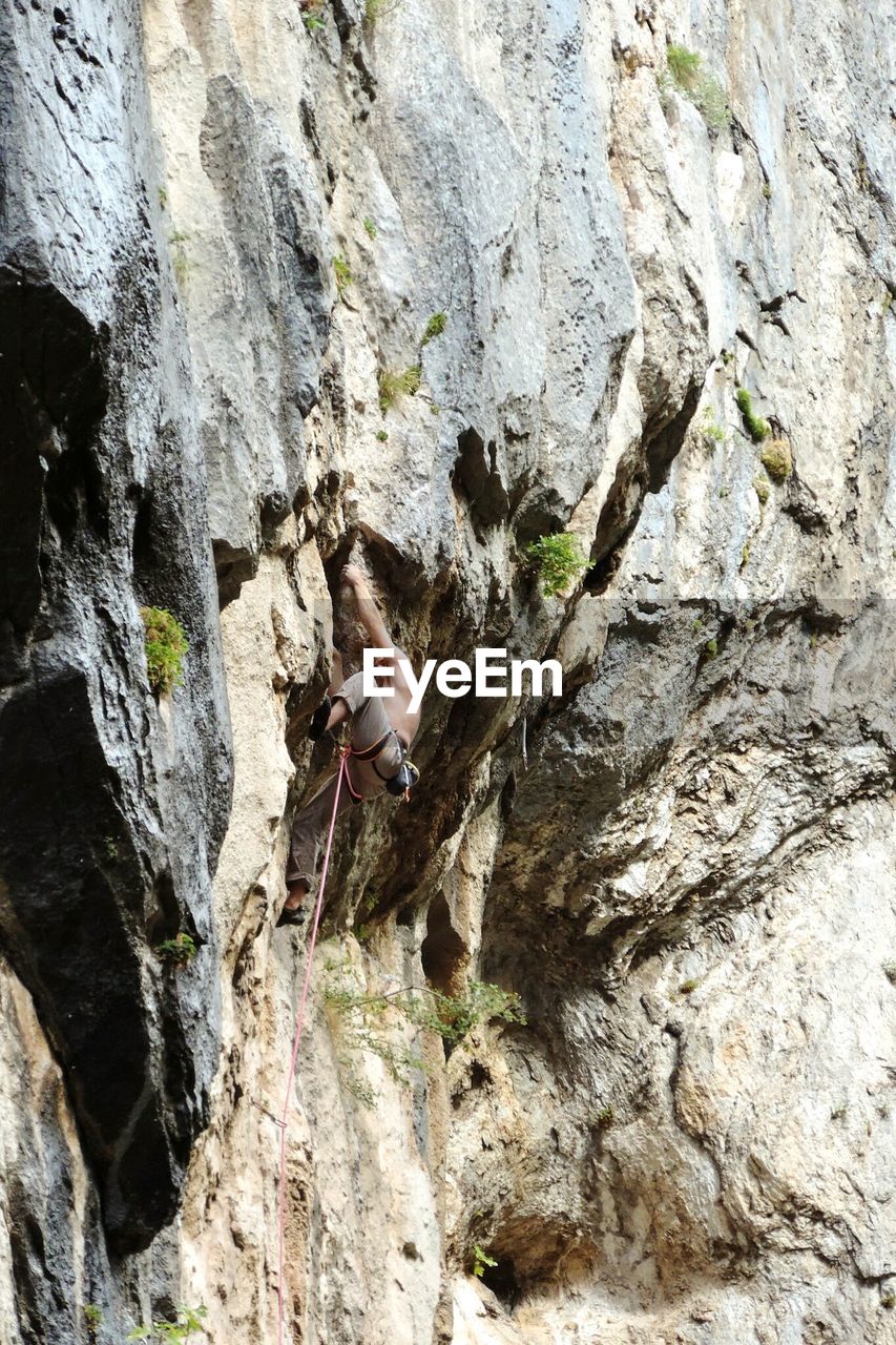 MOSS ON TREE TRUNK