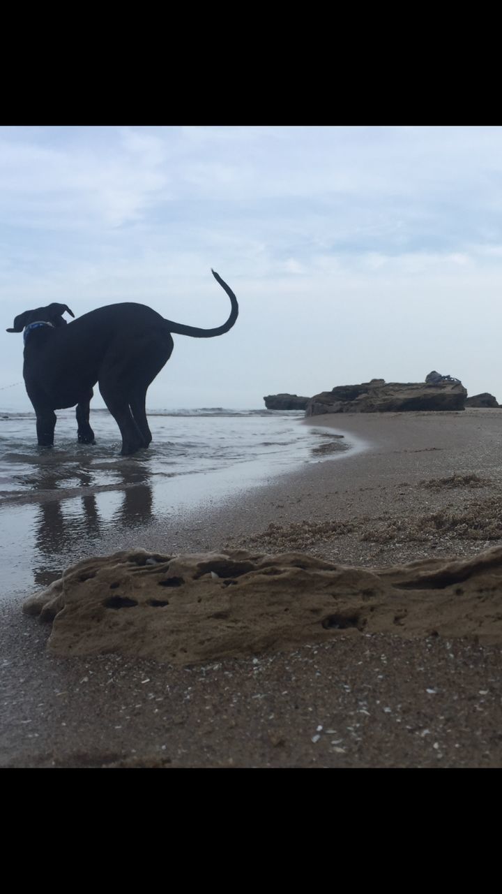 VIEW OF WAVES ON SHORE