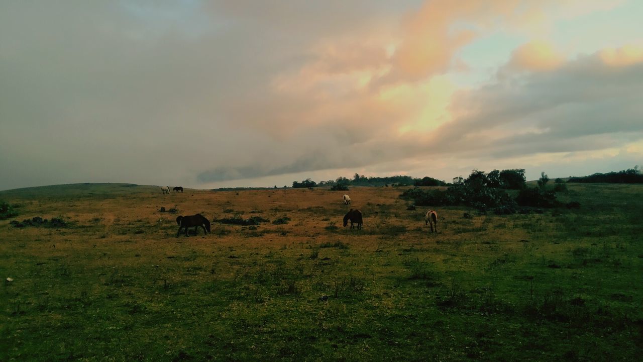 Horse grazing on field against cloudy sky