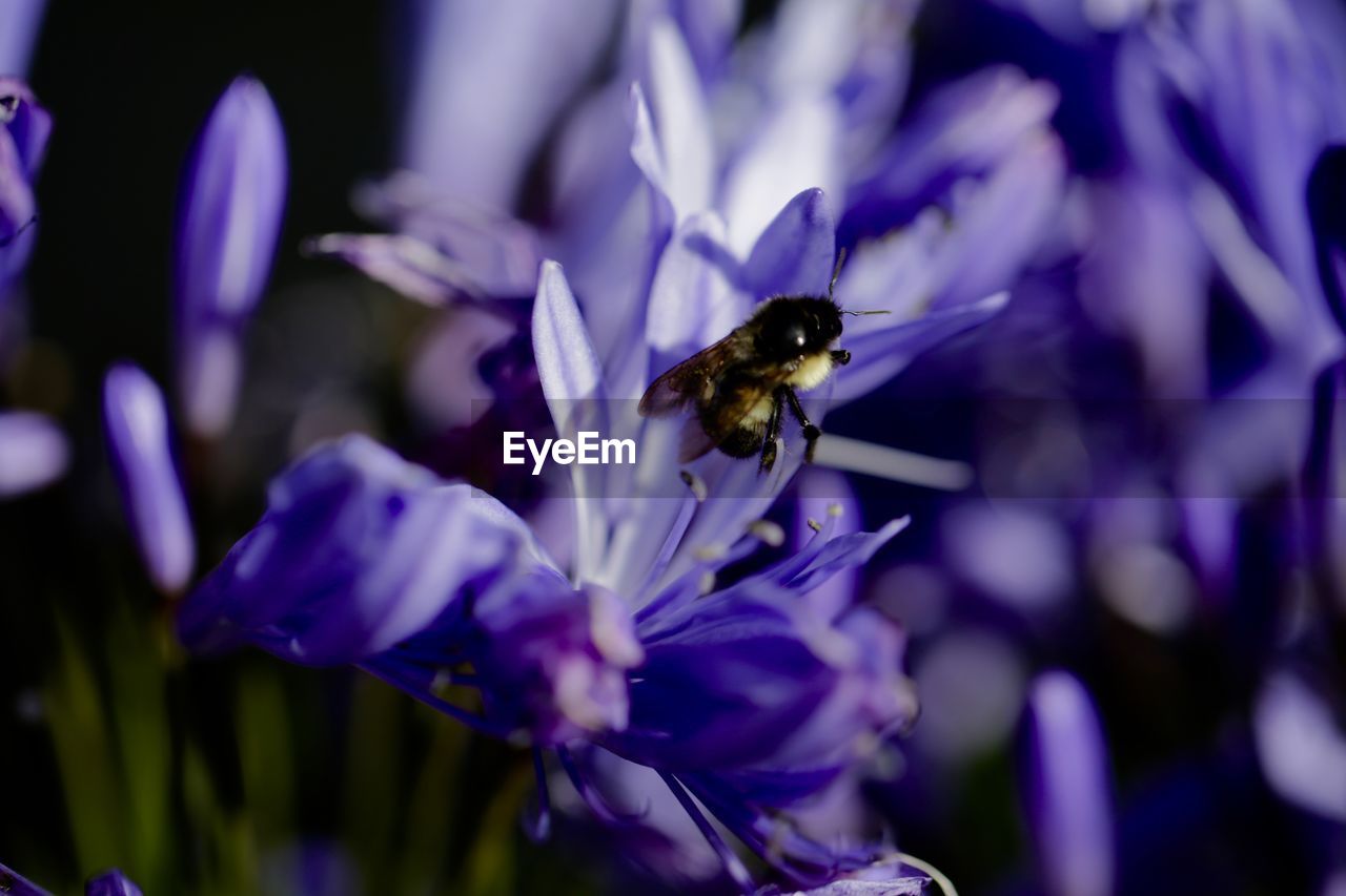 CLOSE-UP OF BEE POLLINATING ON PURPLE FLOWERING