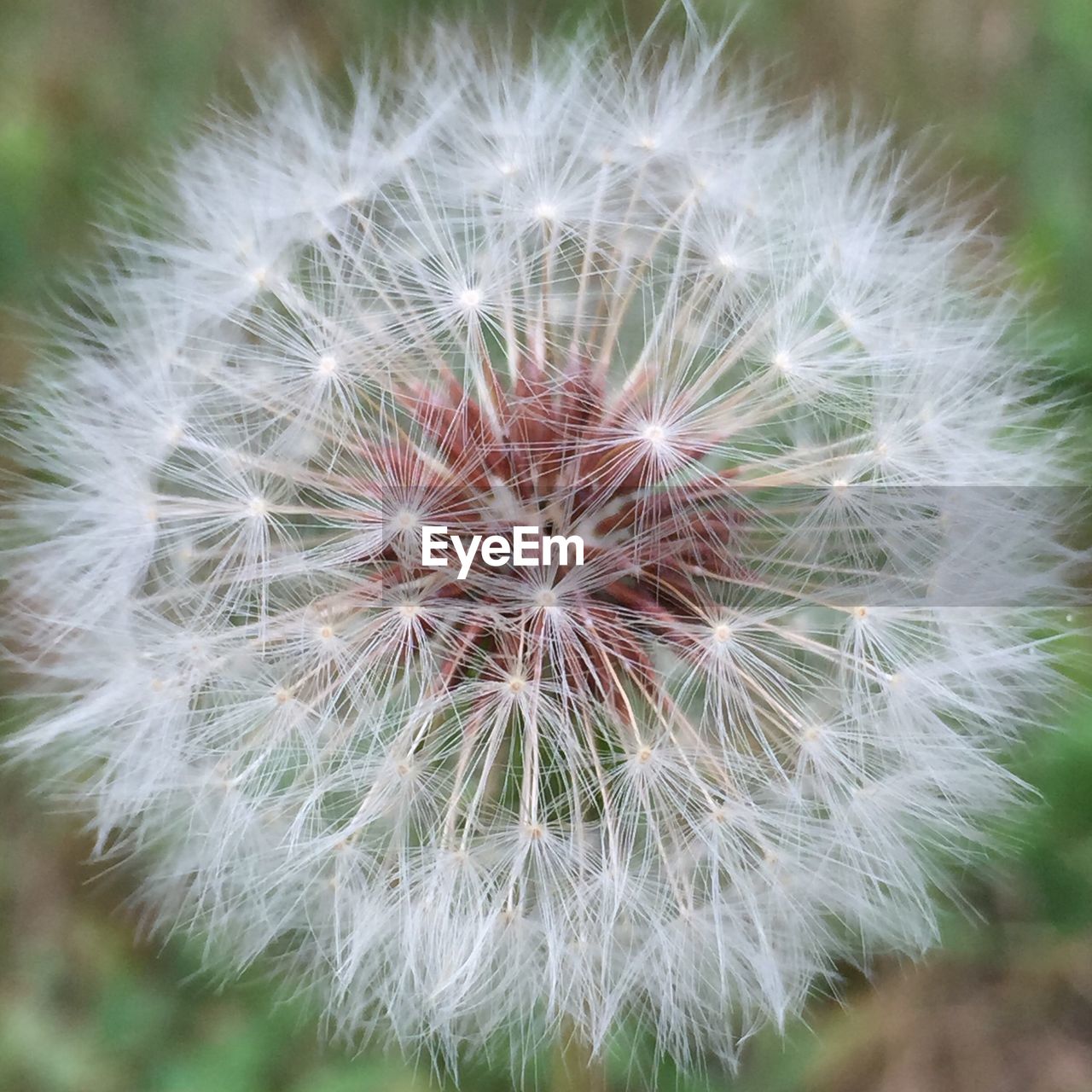 Close-up of dandelion growing on field