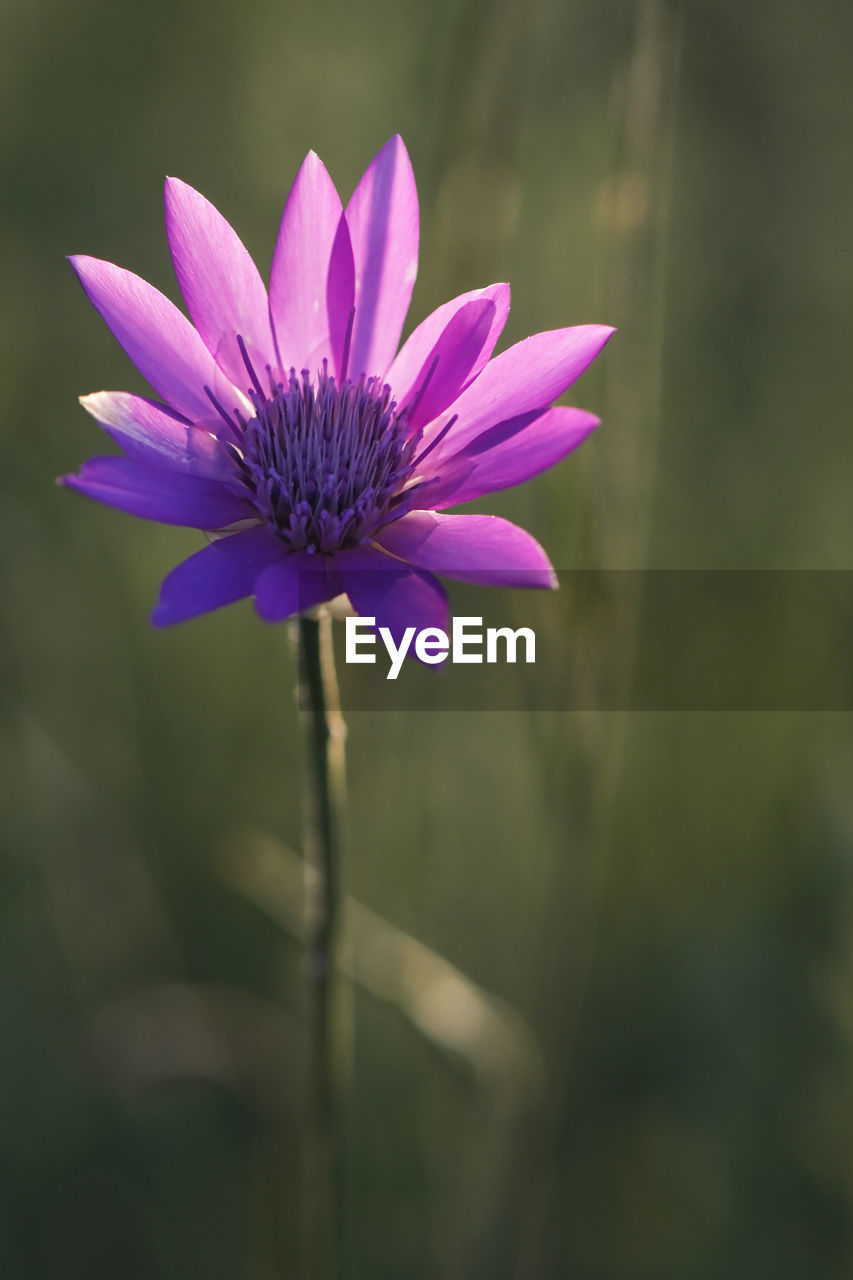 CLOSE-UP OF PURPLE FLOWER