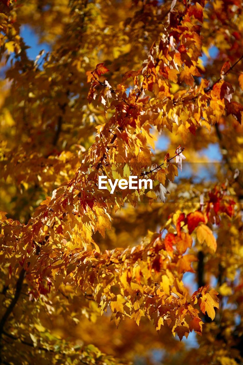 Close-up of autumnal leaves against blurred background