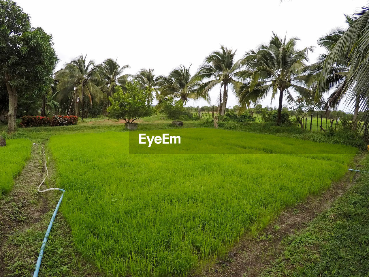 Scenic view of grassy field against clear sky