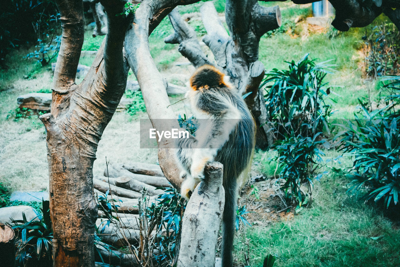 Rear view of monkey on tree