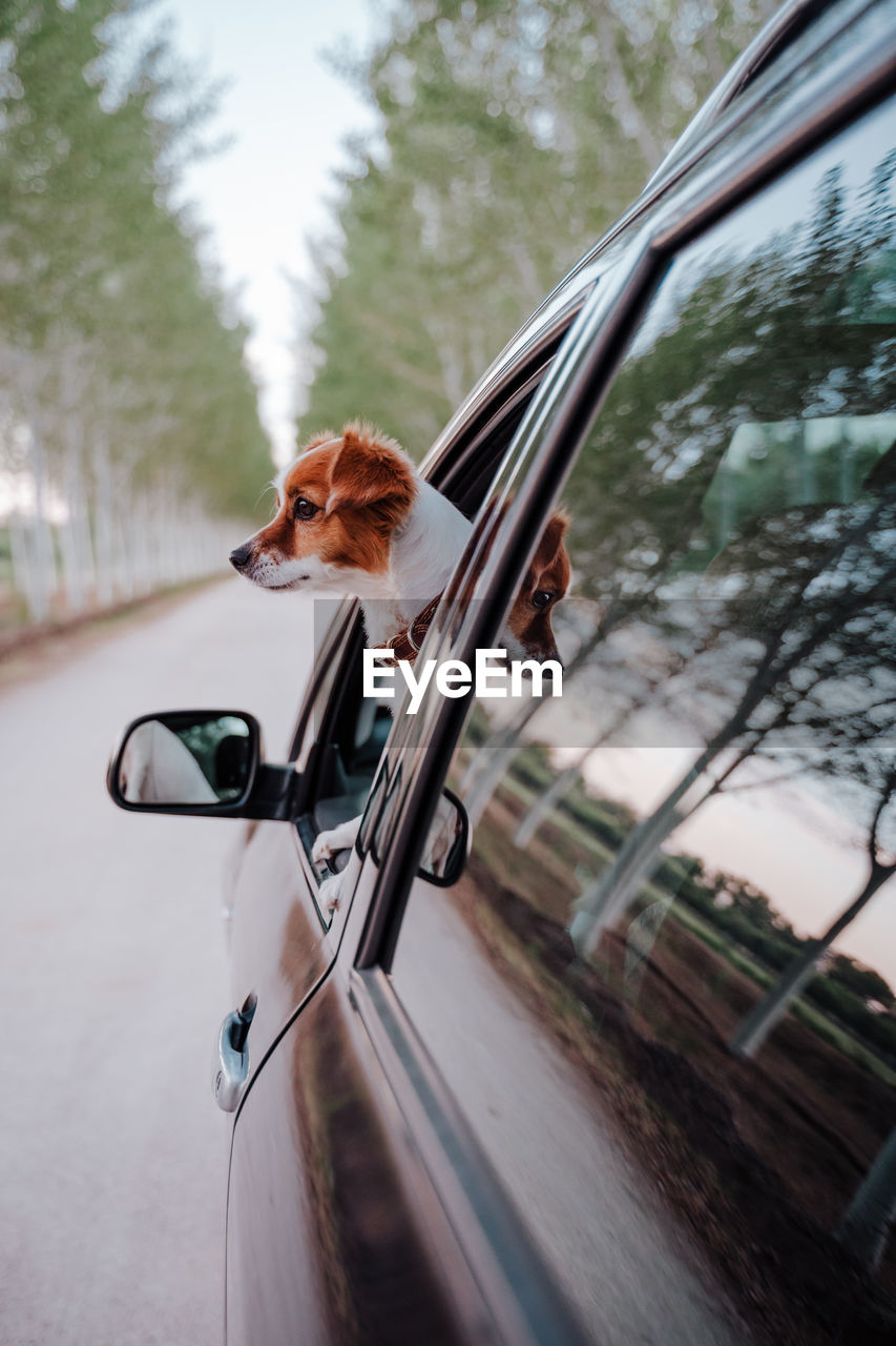 Dog peeking through car window