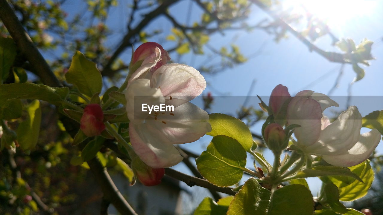 LOW ANGLE VIEW OF FRESH GREEN LEAVES ON BRANCH