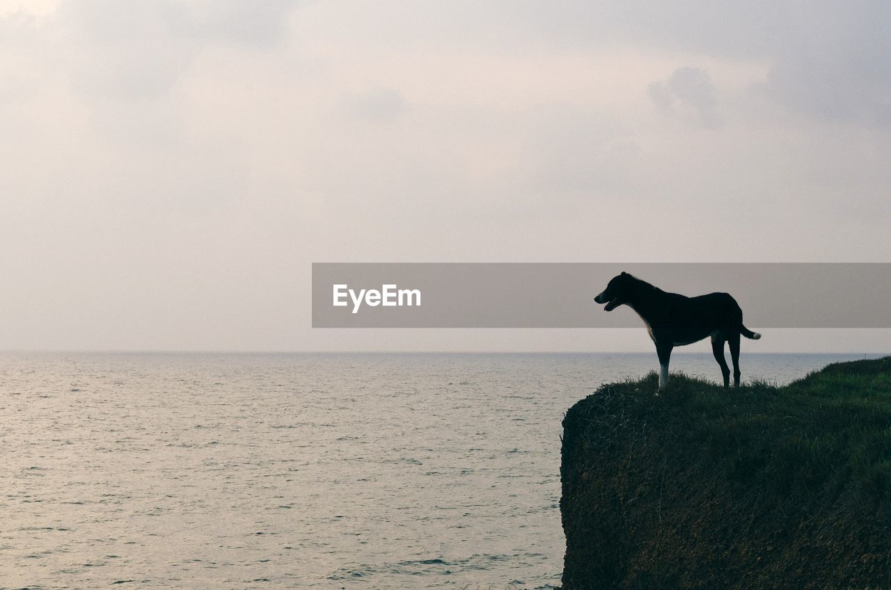 HORSE STANDING ON SEA SHORE