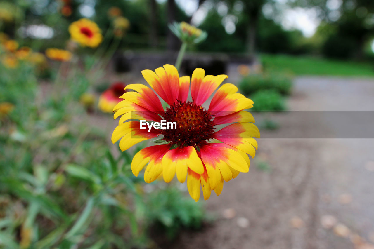 CLOSE-UP OF ORANGE FLOWER