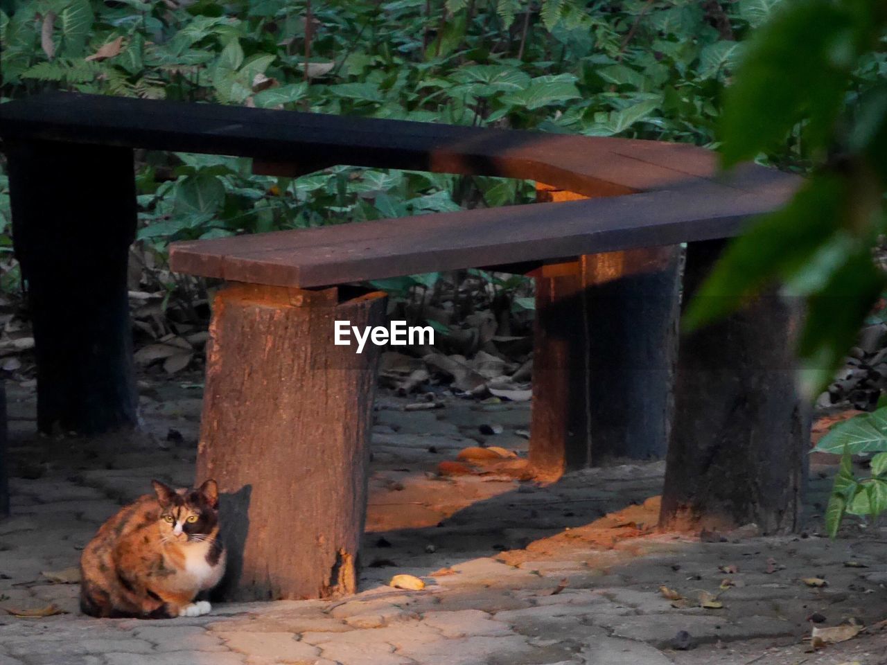 Cat sitting by wooden bench