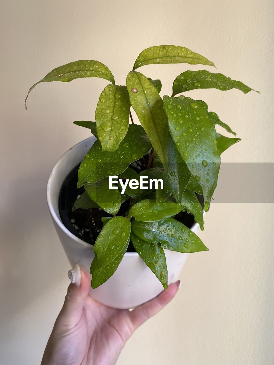 hand, green, leaf, plant part, plant, one person, food and drink, flower, holding, food, nature, indoors, herb, lifestyles, freshness, wellbeing, studio shot, healthy eating, adult, growth, produce, close-up