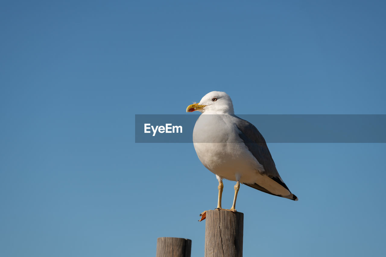 SEAGULL PERCHING ON WOODEN POST