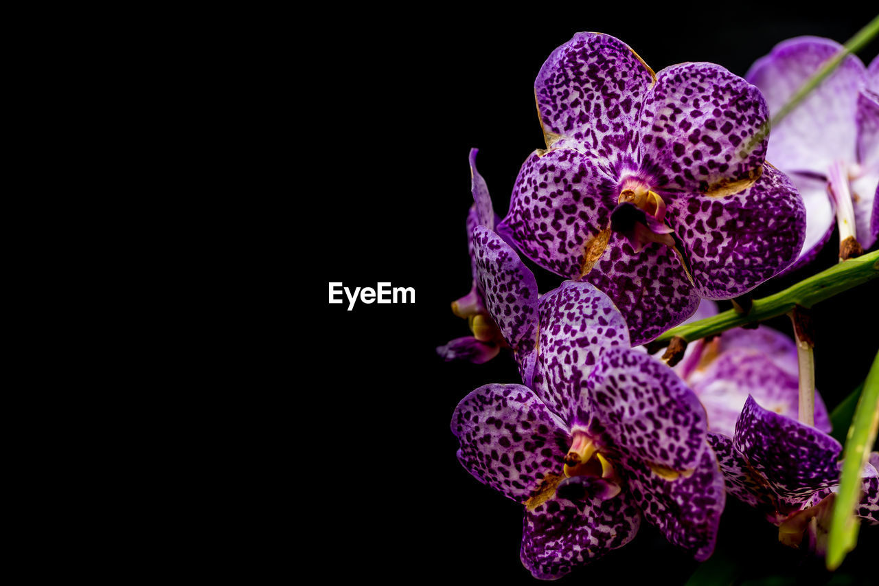  orchid flower, right, with black background. planted by gardeners in gardens, ornamental plants