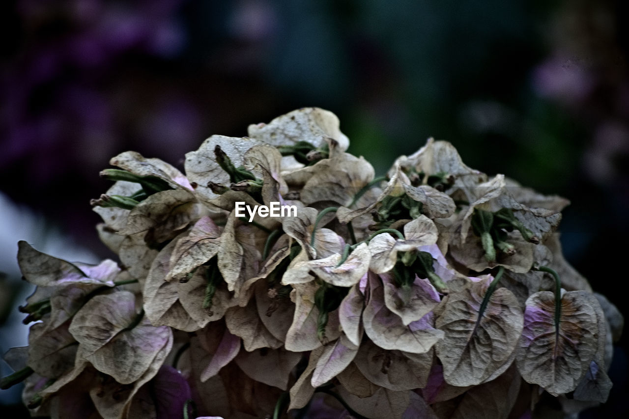 flower, leaf, macro photography, plant, close-up, nature, lilac, purple, no people, focus on foreground, spring, flowering plant, beauty in nature, petal, vegetable, outdoors, hydrangea, food, freshness, growth, lavender