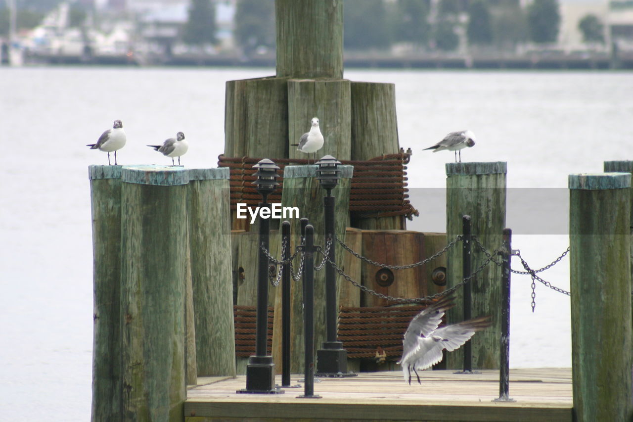 SEAGULLS PERCHING ON WOODEN POST IN FRONT OF FENCE