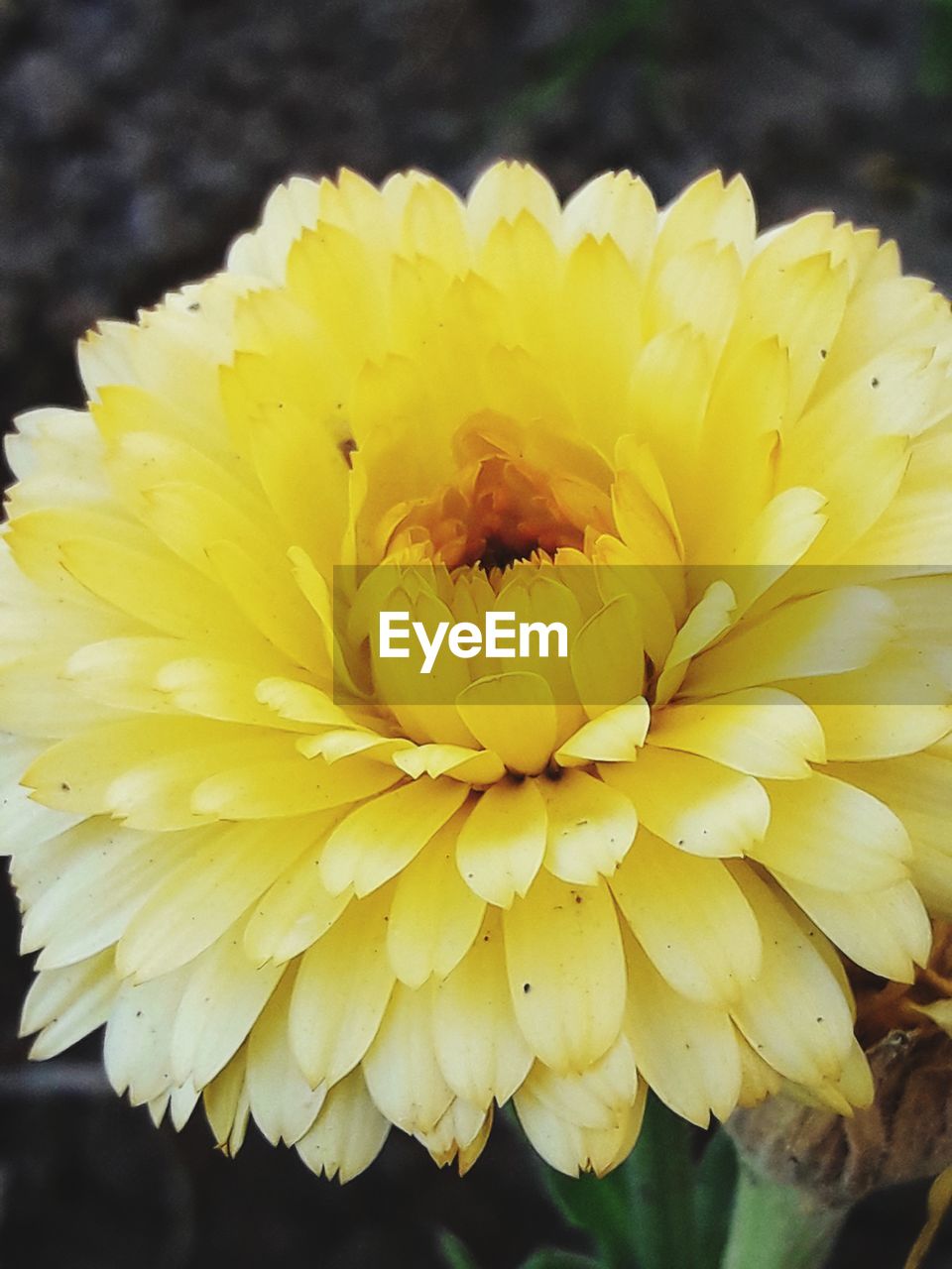 CLOSE-UP OF YELLOW FLOWER