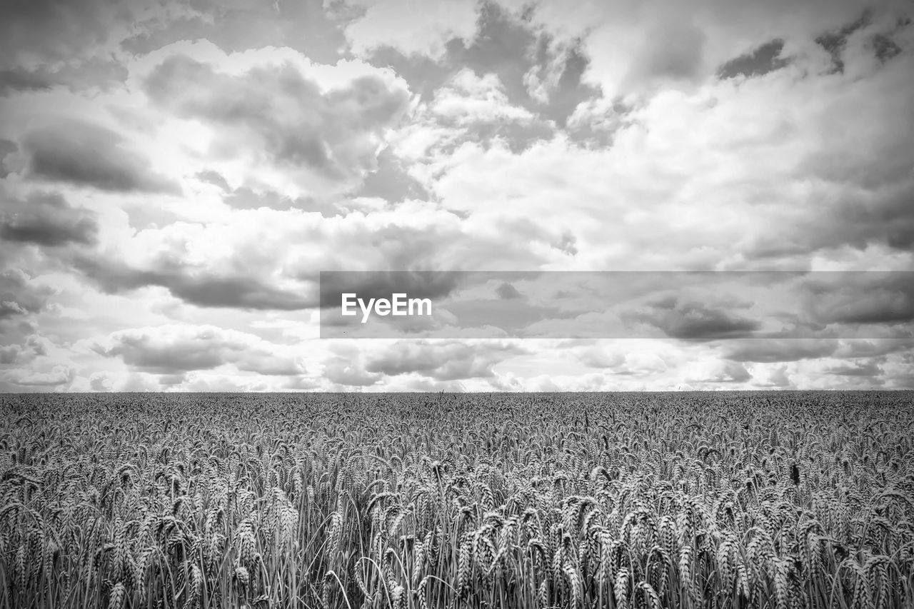 Scenic view of wheat field against sky