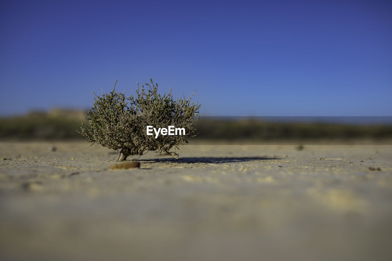 CLOSE-UP OF PLANT ON FIELD AGAINST SKY