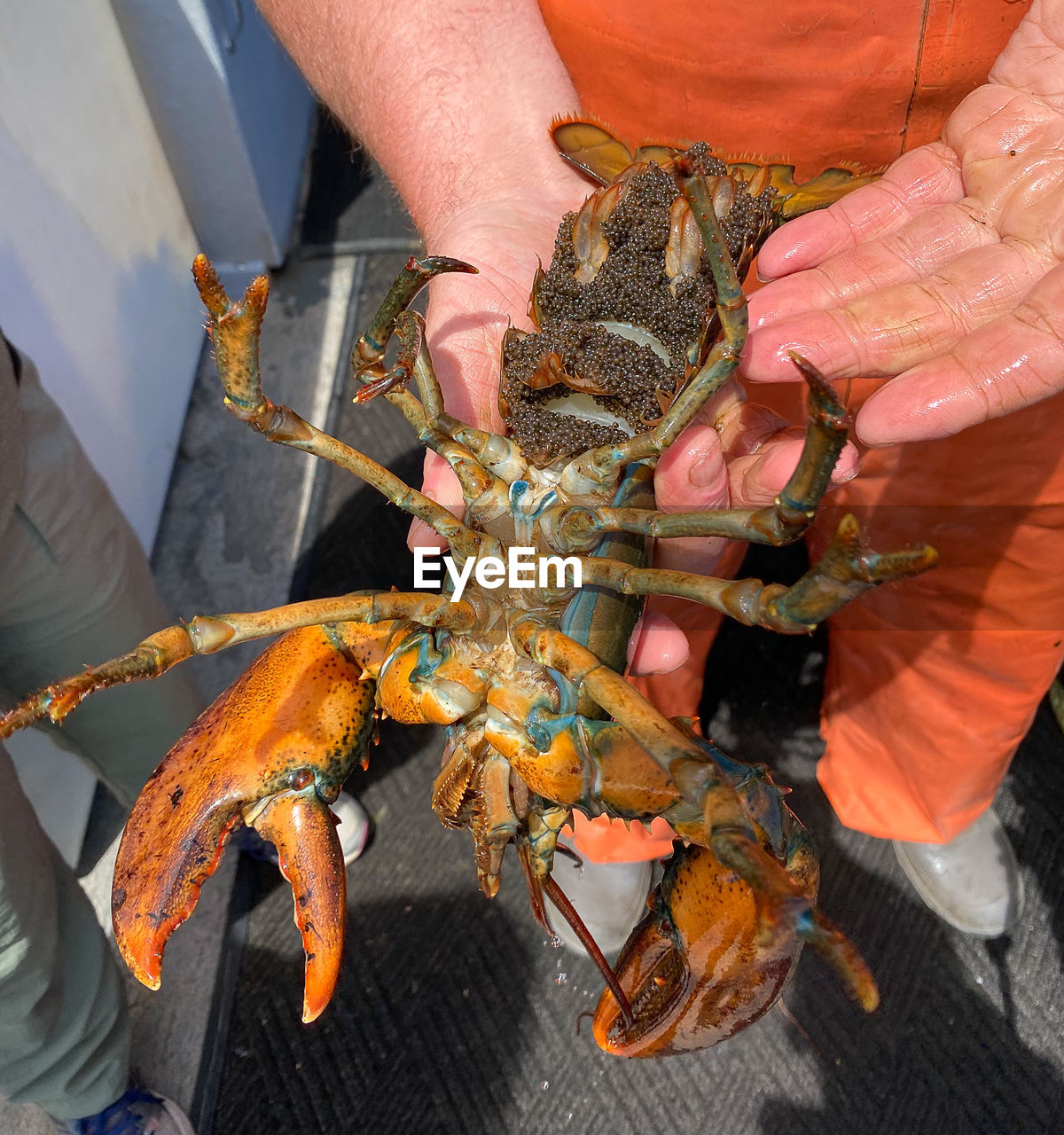 food, animal, crustacean, hand, seafood, animal themes, one person, animal wildlife, high angle view, food and drink, crab, holding, men, adult, one animal, wildlife, lobster, homarus, dungeness crab, sea, fishing, day, outdoors, nature, freshness, american lobster, close-up, sea life, orange color, water, occupation