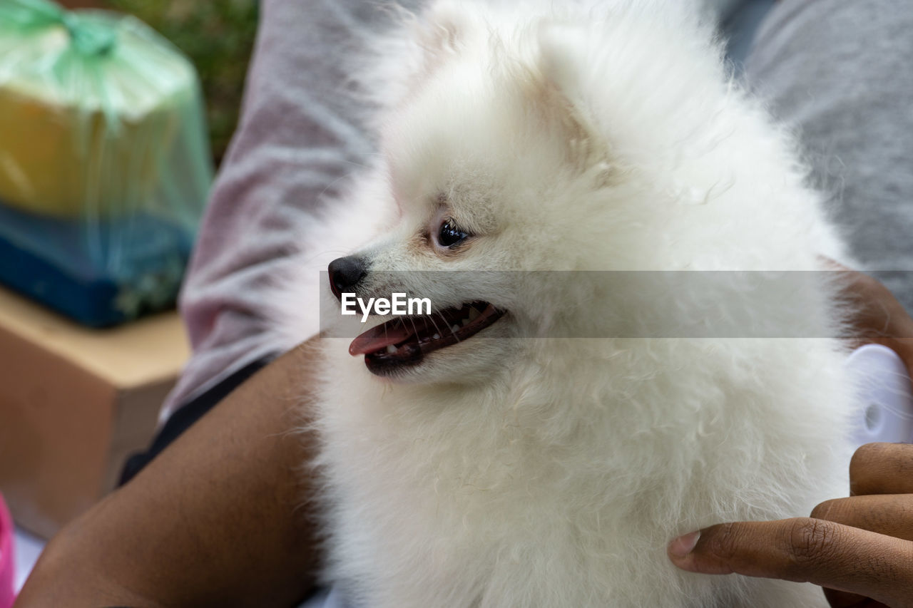 pet, animal, animal themes, dog, one animal, mammal, domestic animals, pomeranian, german spitz, japanese spitz, german spitz klein, samoyed, german spitz mittel, canine, cute, white, animal body part, animal hair, hand, facial expression, young animal, close-up, one person, lap dog, focus on foreground