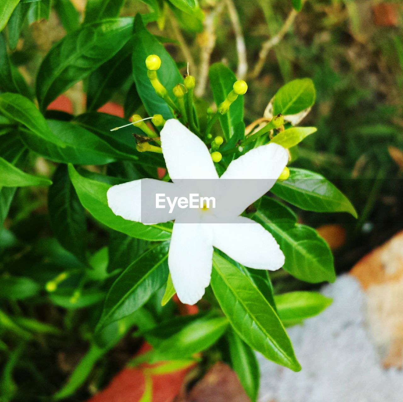 Directly above shot of white flower blooming outdoors