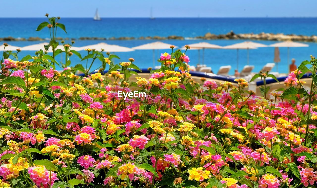 Close-up of pink flowering plants by sea against sky