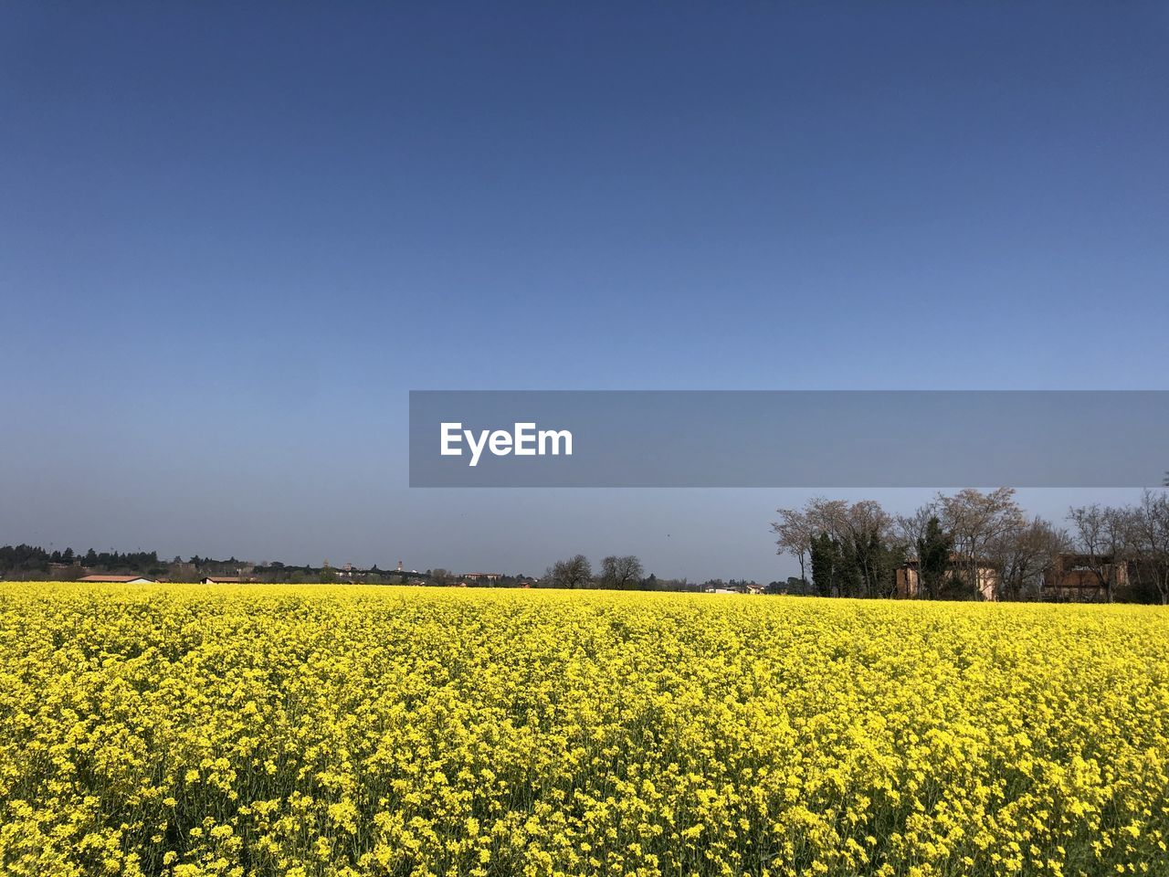 SCENIC VIEW OF OILSEED RAPE FIELD
