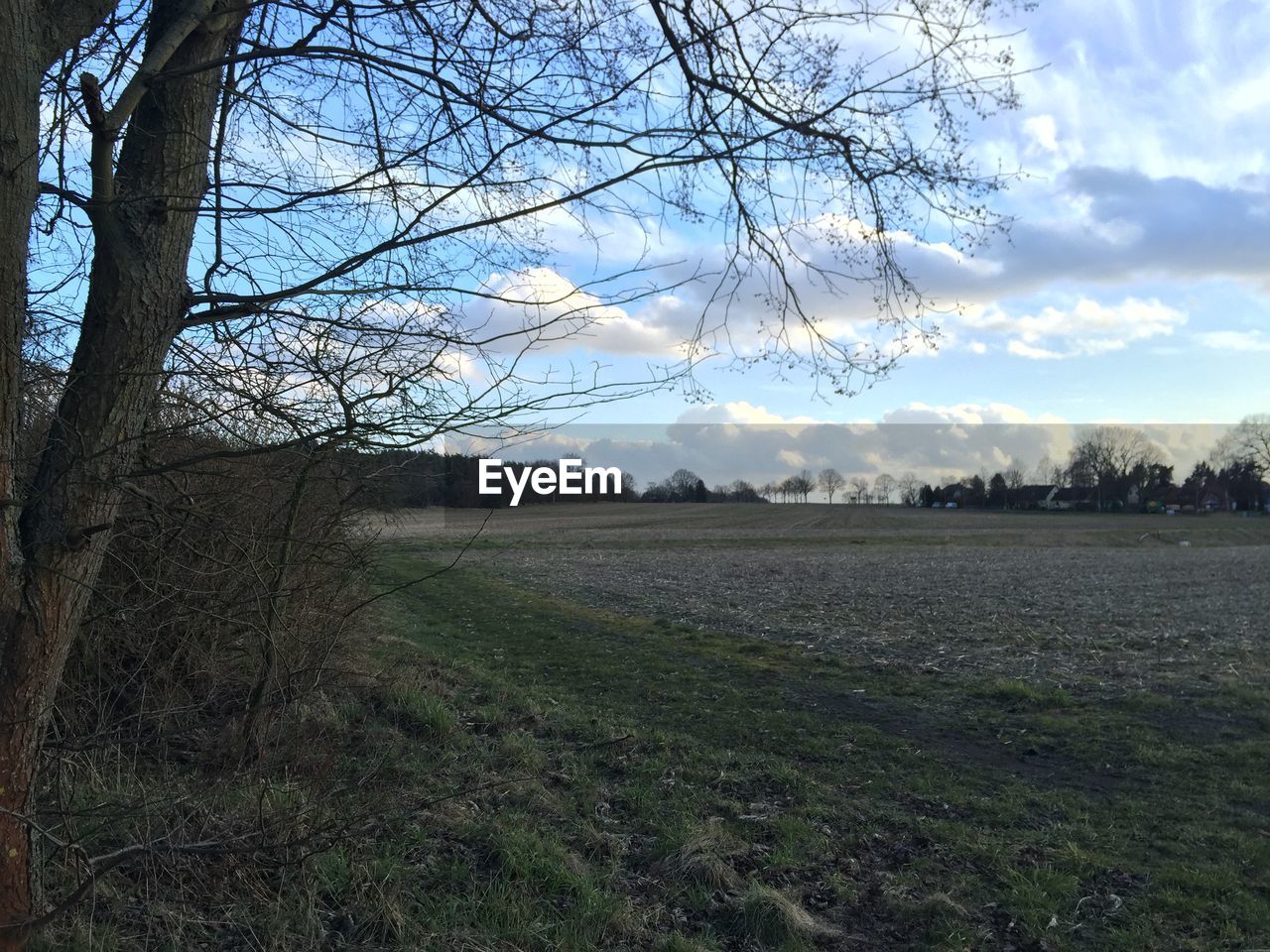 TREES ON GRASSY FIELD