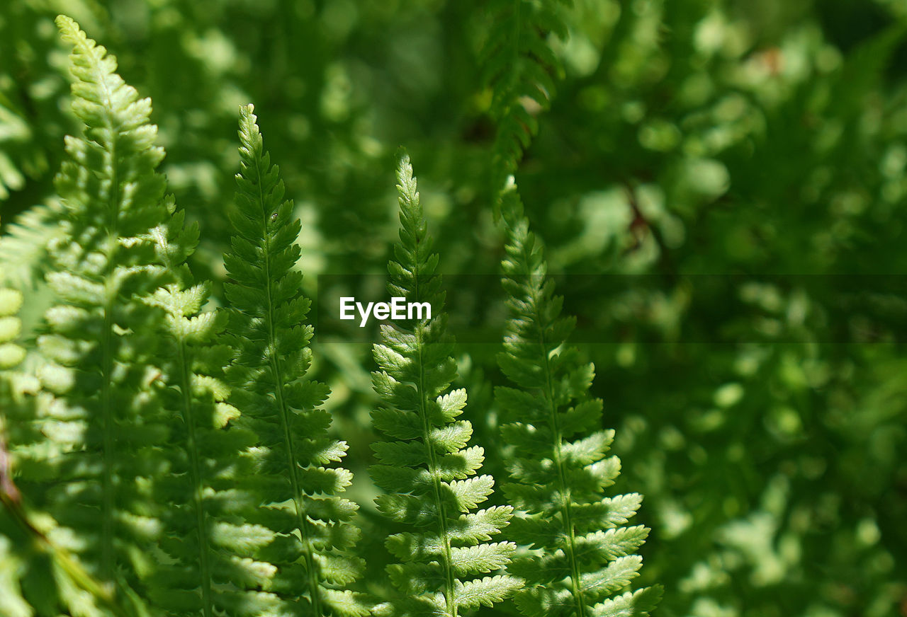 Close-up of fern leaves