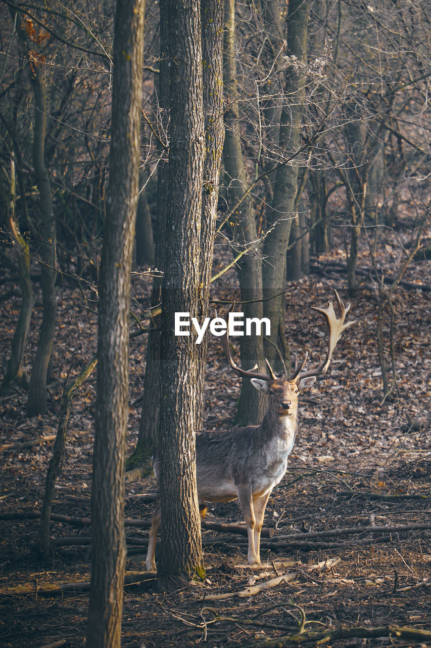 Stag standing by trees in forest