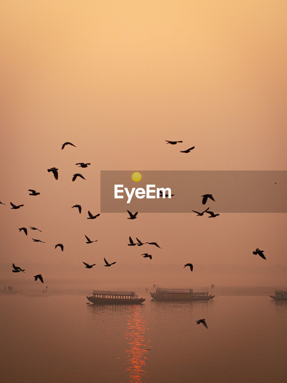 silhouette birds flying over lake