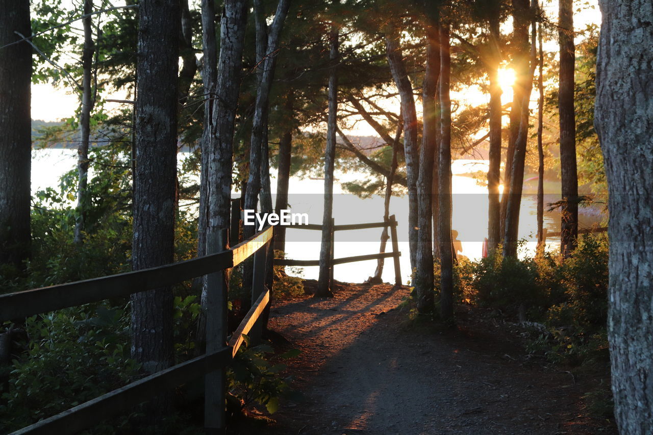 SCENIC VIEW OF TREES IN FOREST