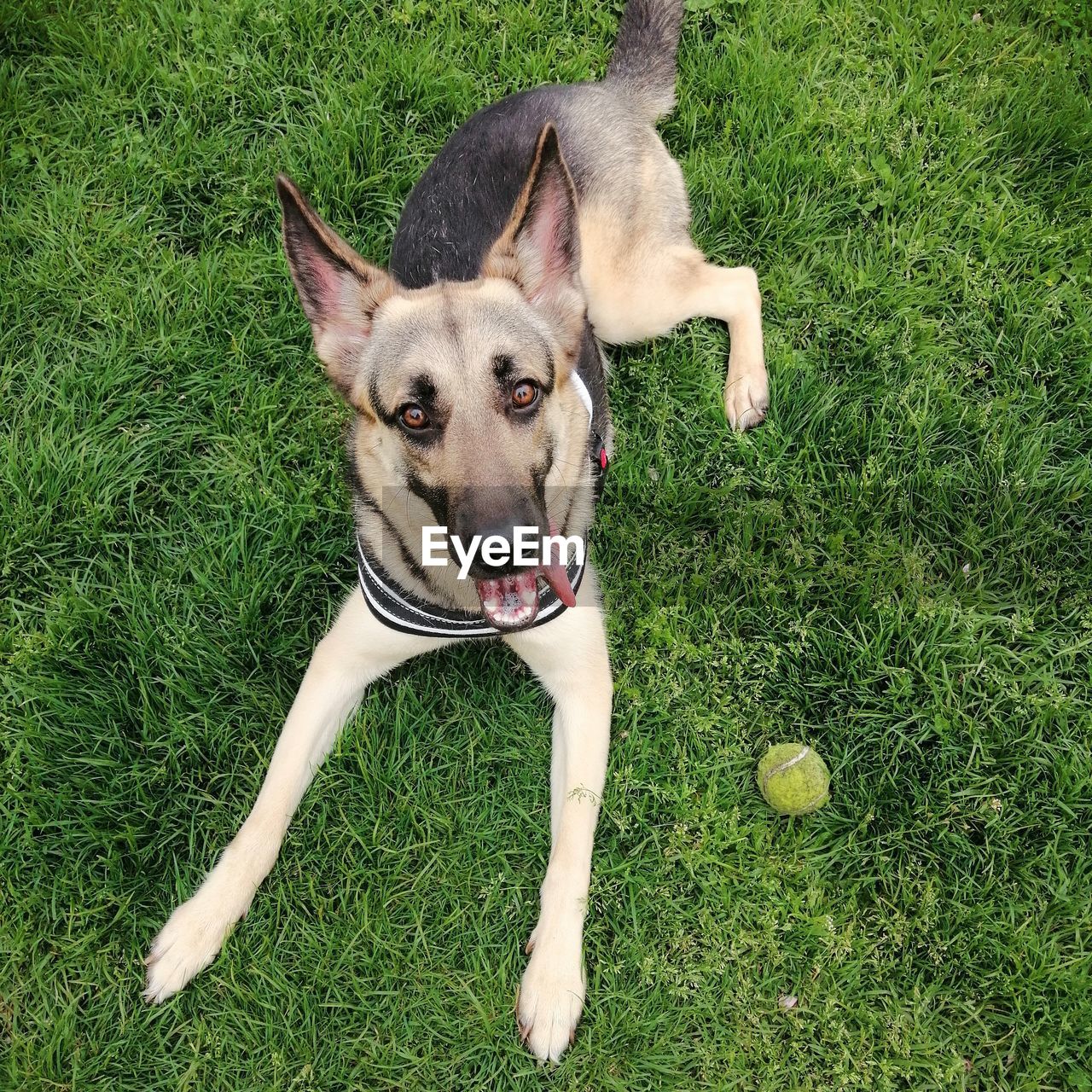 PORTRAIT OF DOG ON FIELD