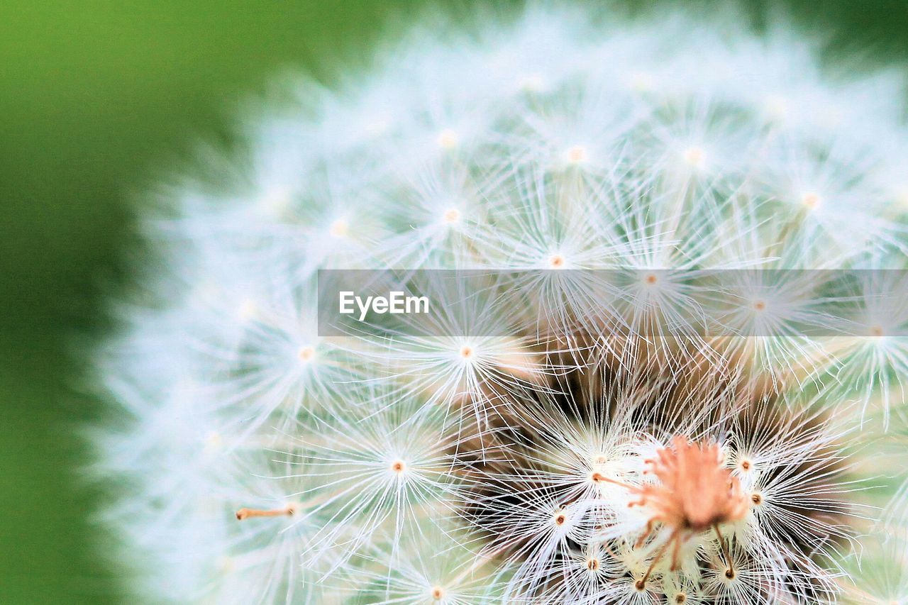 Macro shot of white dandelion flower