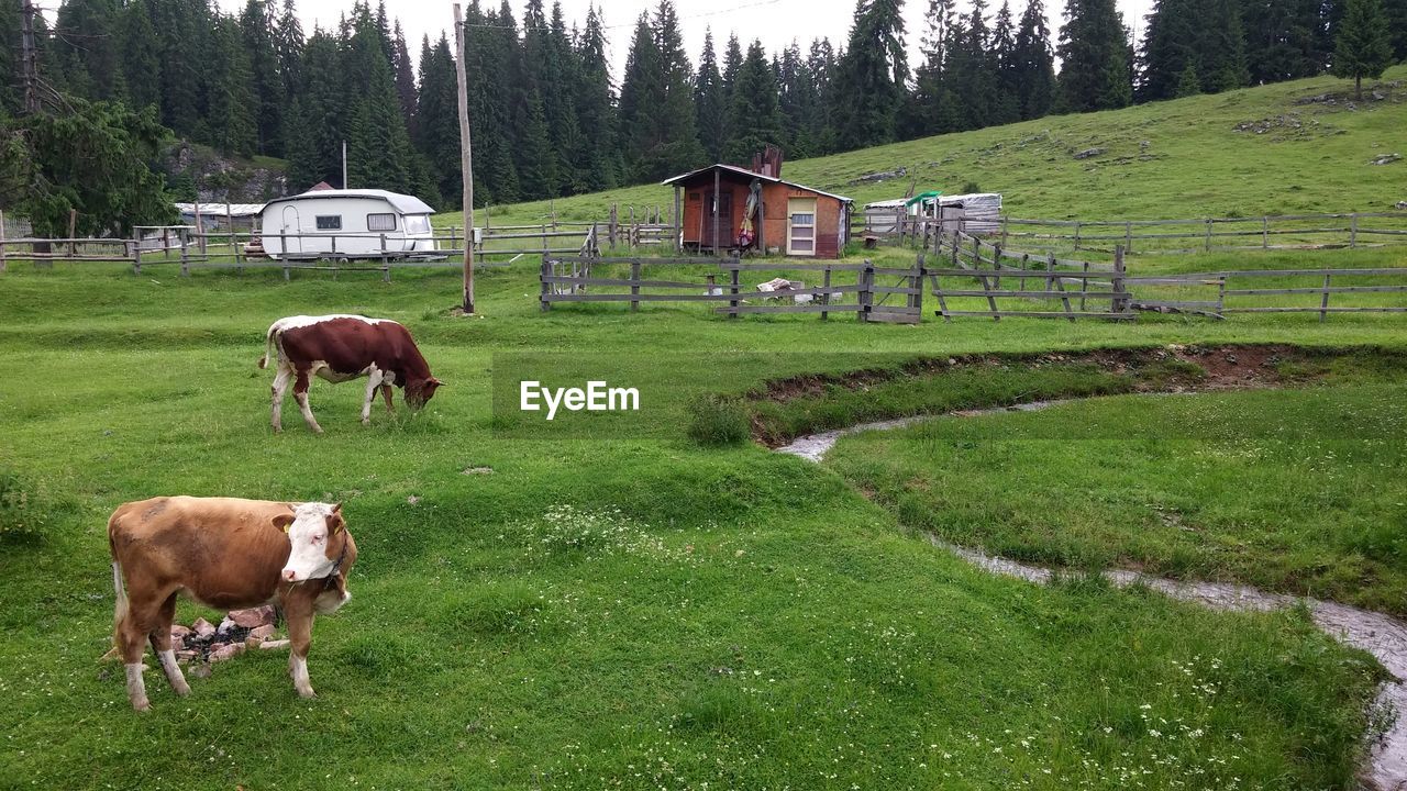 Cows on landscape against trees