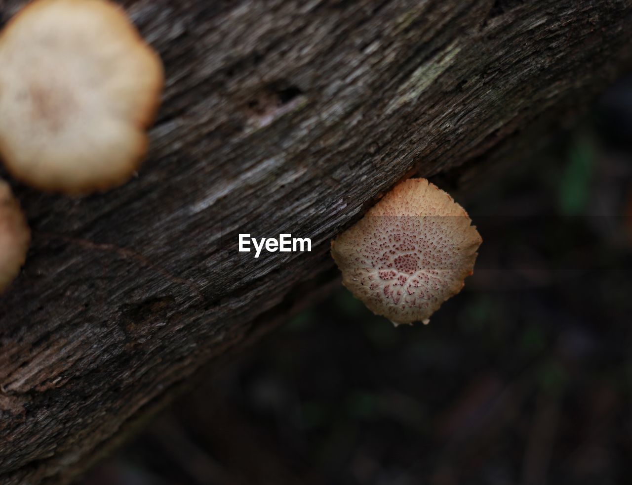 Close-up of mushroom growing on tree trunk