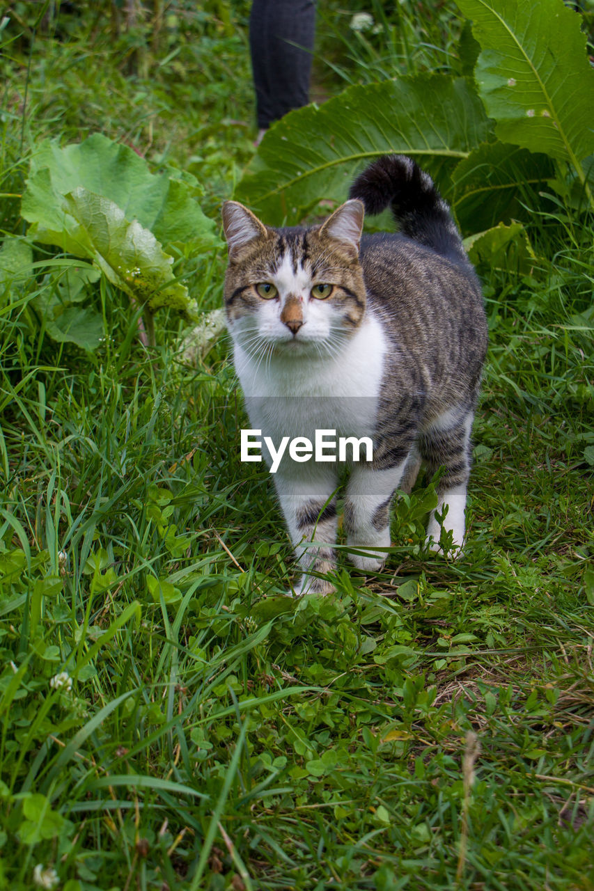 PORTRAIT OF A CAT ON FIELD IN A SUNLIGHT