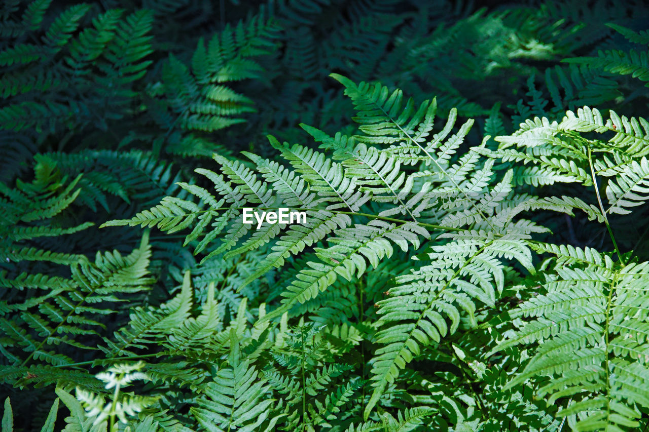 Close-up of fern leaves