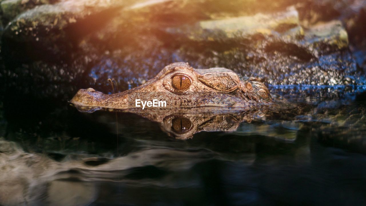 Close-up of alligator in lake