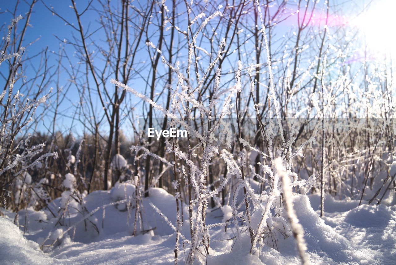 Close-up of frozen dried plants