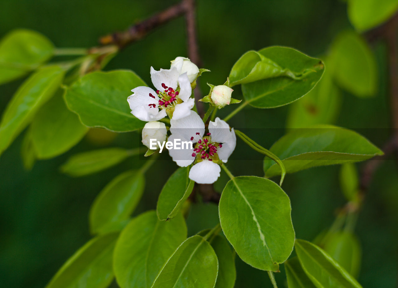 CLOSE-UP OF FRESH WHITE FLOWERING PLANT WITH RED FLOWERS