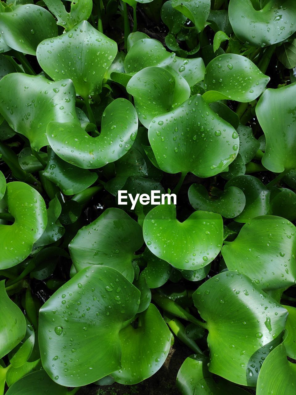 Water hyacinth