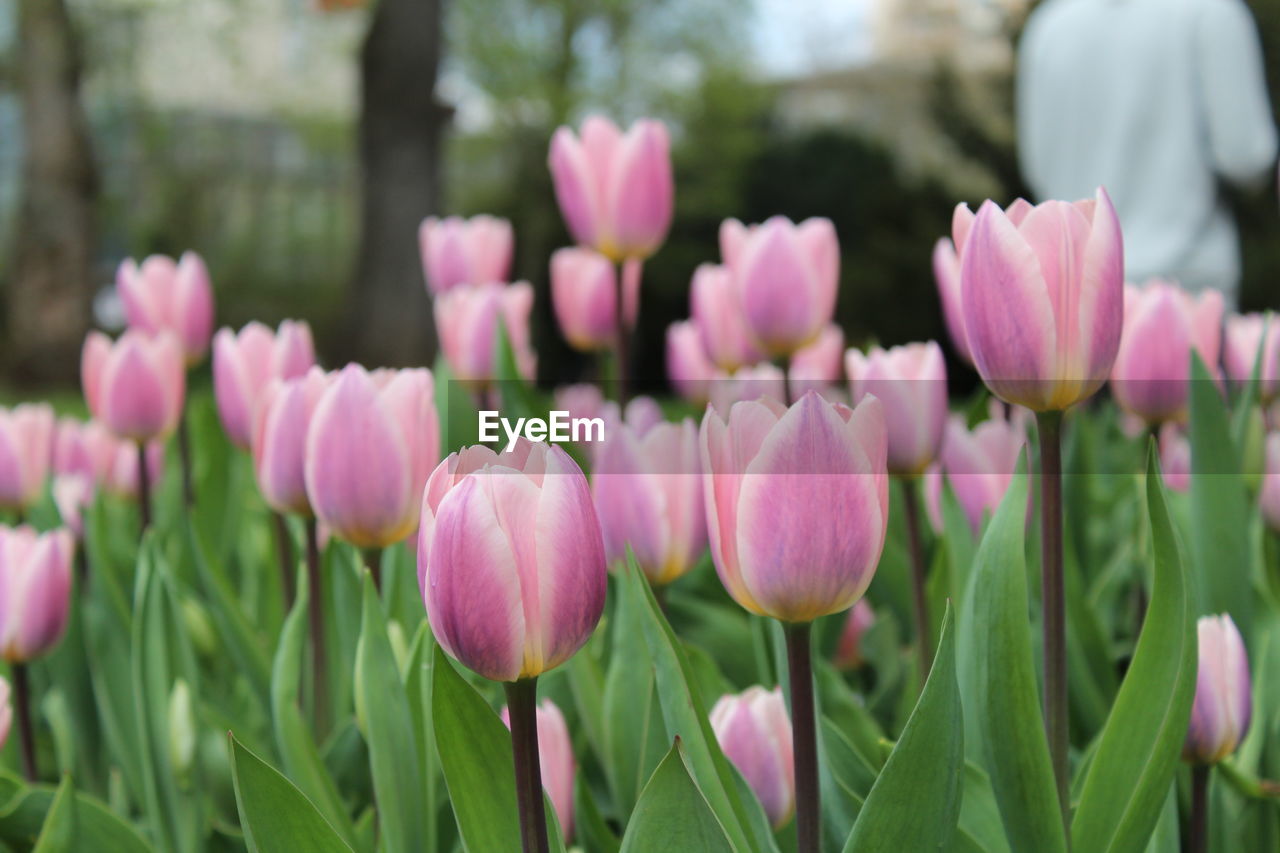 CLOSE-UP OF PINK TULIPS